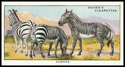 32OCN 13 Zebras.jpg
